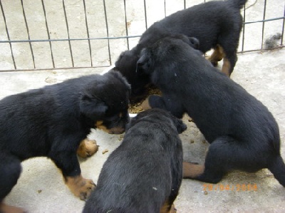 Du val des quatre reines - Quelques photos des chiots.