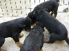  - Quelques photos des chiots.